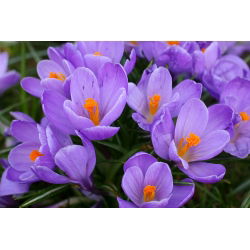 Crocus Grand Master - 10 цибулин - Crocus Grand Maitre