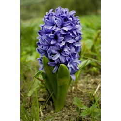 Haină albastră Hyacinthus - Jachetă albastră Hyacinth - 3 bulbi