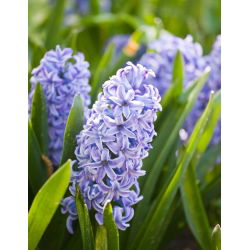 แจ็คเก็ต Hyacinthus Sky - แจ็คเก็ต Hyacinthus - 3 หลอด