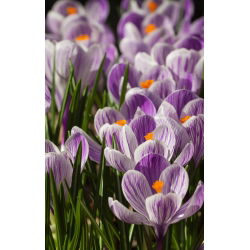 Crocus Pickwick - 10 bebawang