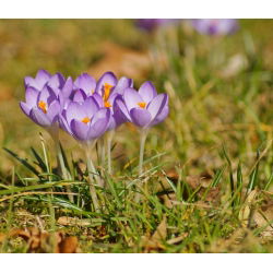 Crocus Grand Master - 10 цибулин - Crocus Grand Maitre