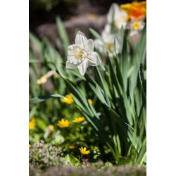 Narcis Thalia - Daffodil Thalia - 5 lukovica - Narcissus