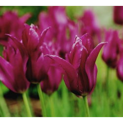 Tulp Burgundy - pakket van 5 stuks - Tulipa Burgundy
