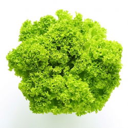 Маруля Lollo Bionda семена - Lactuca sativa - 1200 семена - Lactuca Sativa L. var. capitata 