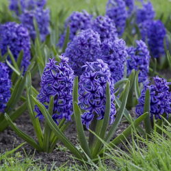 Haină albastră Hyacinthus - Jachetă albastră Hyacinth - 3 bulbi