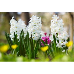 Hiacintas - Aiolos - pakuotėje yra 3 vnt - Hyacinthus