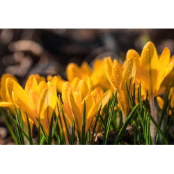 Крокус Златовласка - 10 цибулин - Crocus Goldilocks