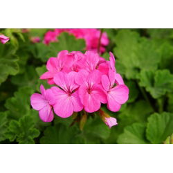 Geranie Rosa eraniensamen - Pelargonie - 11 Samen -