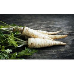 Магданоз Ленка - Petroselinum crispum - 3000 семена