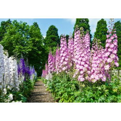 Nemțișori de grădină - amestec de culori - Delphinium consolida - Spicuri înalte, pentru o expoziție de cabană remarcabilă - Semințe proaspete
