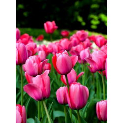 Tulipa Van Eijk - paquete de 5 piezas