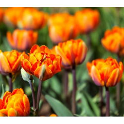 טוליפה אורנג 'נסיכה - טוליפ כתום נסיכה - 5 בצל - Tulipa Orange Princess