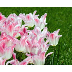 Tulp Holland Chic - pakket van 5 stuks - Tulipa Holland Chic