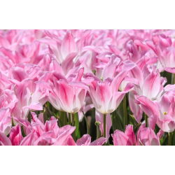 Tulp Holland Chic - pakket van 5 stuks - Tulipa Holland Chic