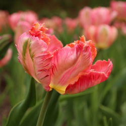 Tulipa losos Parrot - Tulip losos Parrot - 5 lukovica - Tulipa Salmon Parrot