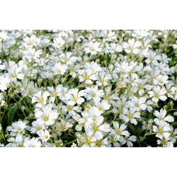 Suvel seemned - Cerastium biebersteinii - 250 seemnet