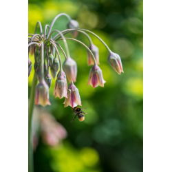 Honungslök - paket med 5 stycken - Allium siculum