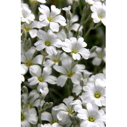 Suvel seemned - Cerastium biebersteinii - 250 seemnet