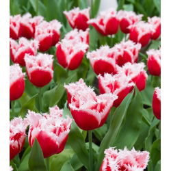 Tulipa Basket - Tulip Keranjang - 5 lampu - Tulipa Canasta