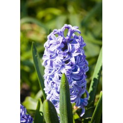 แจ็คเก็ต Hyacinthus Sky - แจ็คเก็ต Hyacinthus - 3 หลอด
