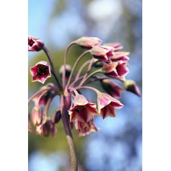 Honungslök - paket med 5 stycken - Allium siculum