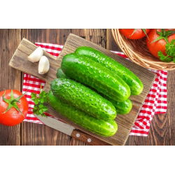 Cucumber - Octopus F1 - Disease-Resistant for Consistent Harvests! - Fresh Seeds