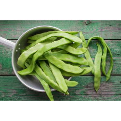 Wax Bean Hilds Hạt giống cây họ đậu - Phaseolus Vulgaris - 20 hạt - Phaseolus vulgaris L.