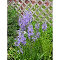 Camassia plava - 2 lukovice