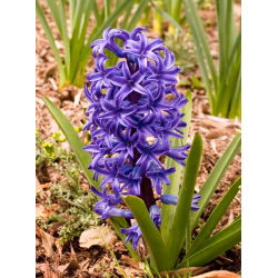 ผักตบชวาบลูเพิร์ล - 3 ชิ้น - Hyacinthus