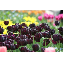 Tulipa Black Hero - Tulpe Black Hero - 5 Zwiebeln