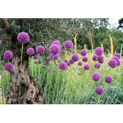 Aglio decorativo - Purple Sensation - pacchetto di 3 pezzi - Allium Purple Sensation