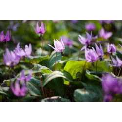 Erythronium - Purple King