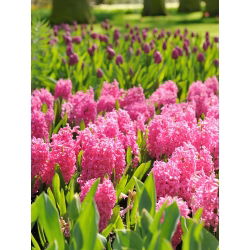 Marocari - 2 buc. - Hyacinthus