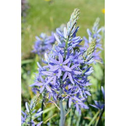 Camassia plava - 2 lukovice