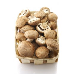Ciupercă maro comună pentru cultivare acasă - 10 kg - 