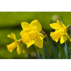 Златна реколта Нарцис - нарцис Златната реколта - 5 луковици - Narcissus