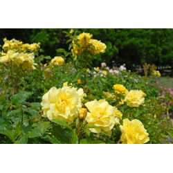 Taman bunga berbunga - kuning - bunga pot - 