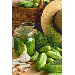 Cucumber - Octopus F1 - Disease-Resistant for Consistent Harvests! - Fresh Seeds