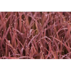 Okrasné Rice Black Madras semená - Oryza Sativa - Oryza sativa ‘Black Madras'