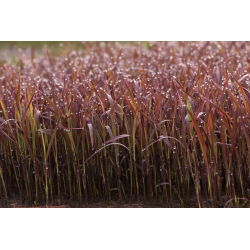 Okrasné Rice Black Madras semená - Oryza Sativa - Oryza sativa ‘Black Madras'
