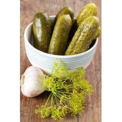 Cucumber - Octopus F1 - Disease-Resistant for Consistent Harvests! - Fresh Seeds