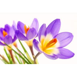 Crocus Tricolor - pakend 10 tk