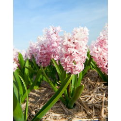 Hyacinthus China Pink - Hyacinth China Pink - 3 bulbi