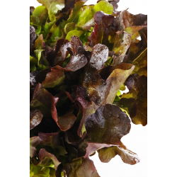 Семена от маруля Червена салата - Lactuca sativa - 1150 семена - Lactuca sativa L. var. longifolia