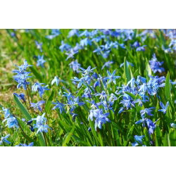Scilla, Squill Siberica - 10 květinové cibule - Scilla siberica