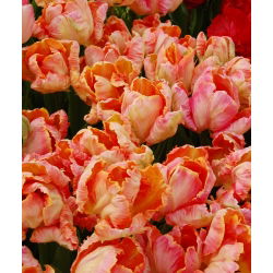 Tulipa losos Parrot - Tulip losos Parrot - 5 lukovica - Tulipa Salmon Parrot