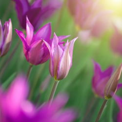 Tulipa Maytime - Lale Maytime - 5 ampul