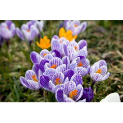 Crocus Pickwick - 10 bebawang