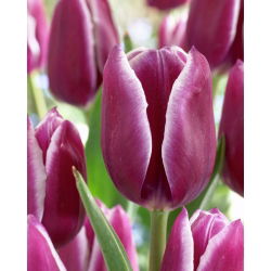 Tulipa阿拉伯之谜 - 郁金香阿拉伯之谜 -  5个洋葱 - Tulipa Arabian Mystery