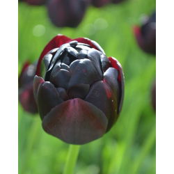 Tulipa Black Hero - Tulip Black Hero - 5 bulbs